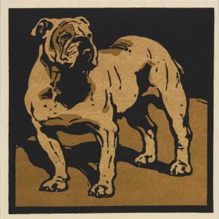 Poduszka dekoracyjna BULDOG 55 x 55 cm welurowa grafika designerska