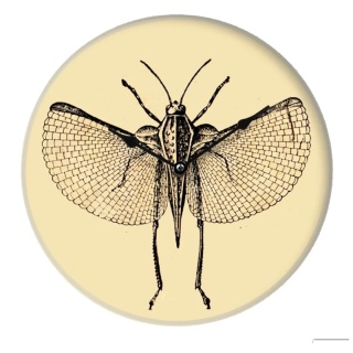 Zegar ścienny INSECT I 29 cm szklany designerska grafika
