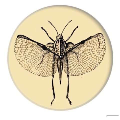 Zegar ścienny INSECT I 29 cm szklany designerska grafika