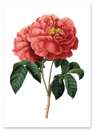 Plakat czerwona róża vintage do salonu lub sypialni