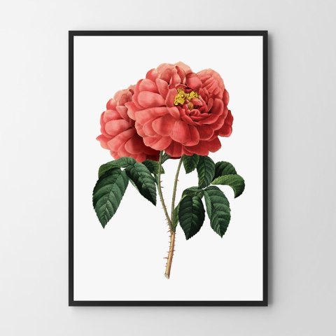 Plakat czerwona róża vintage do salonu lub sypialni