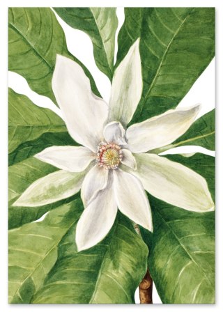 Plakat kwiaty Mary Vaux kompozycja do salonu lub sypialni