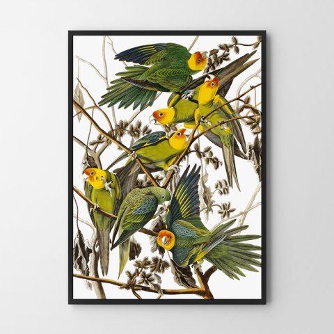 Plakat papugi retro vintage do salonu lub sypialni