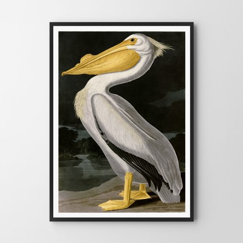 Plakat pelikan vintage do salonu lub sypialni