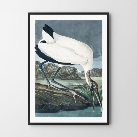 Plakat duży ptak vintage do salonu lub sypialni