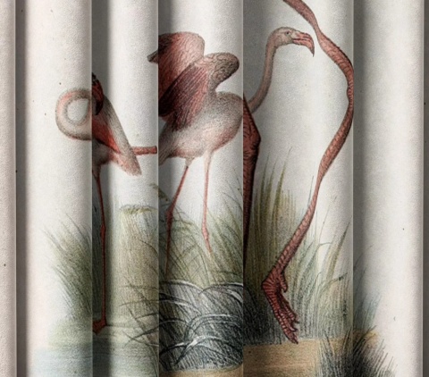 Komplet 2 szt zasłon zaciemniających FLAMINGOS welurowe designerskie z grafiką