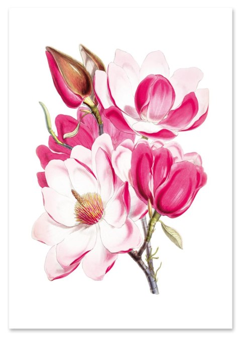 Plakat BUKIET RÓŻOWYCH KWIATÓW kolor