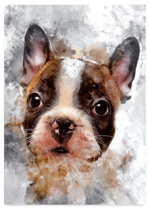 Plakat BULDOG PIES ABSTRAKCJA kolorowy