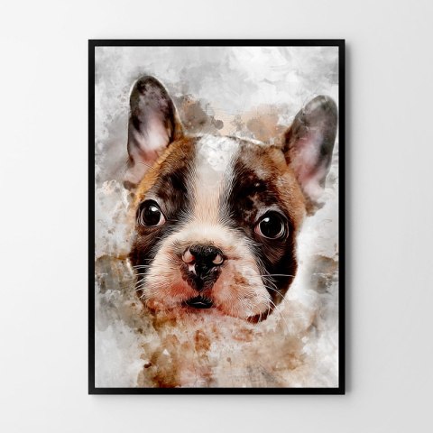 Plakat BULDOG PIES ABSTRAKCJA kolorowy