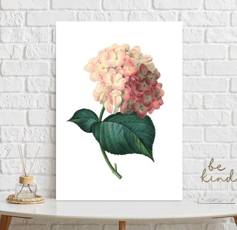 Plakat HORTENSJA VINTAGE kolor
