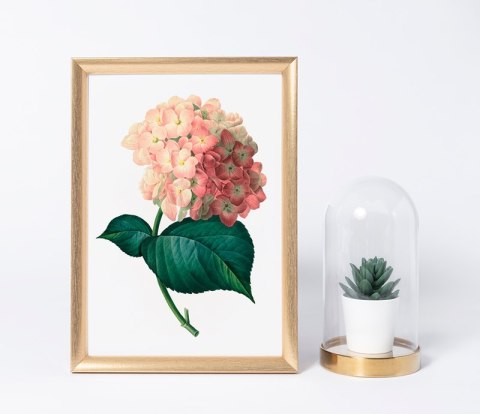 Plakat HORTENSJA VINTAGE kolor