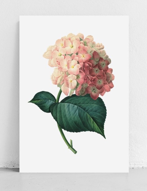 Plakat HORTENSJA VINTAGE kolor