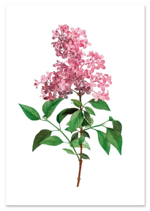 Plakat KWIAT BZU ROŚLINA VINTAGE kolor