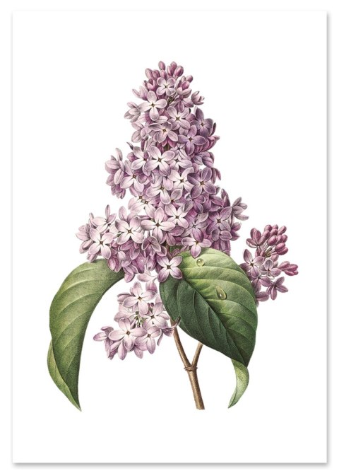 Plakat KWIAT BZU VINTAGE PLAKATY kolor