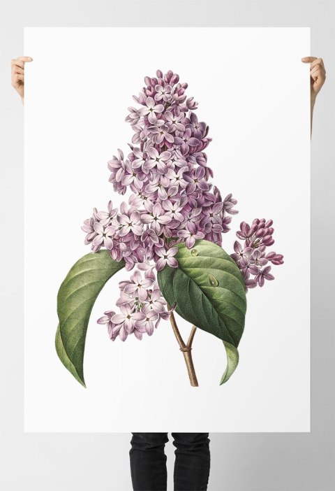 Plakat KWIAT BZU VINTAGE PLAKATY kolor