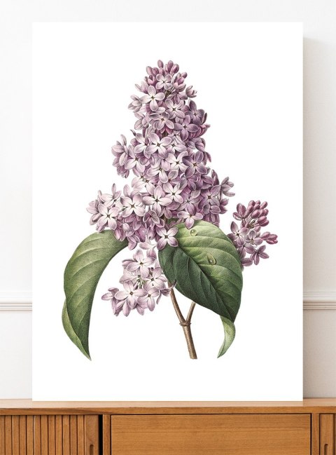 Plakat KWIAT BZU VINTAGE PLAKATY kolor