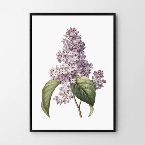 Plakat KWIAT BZU VINTAGE PLAKATY kolor