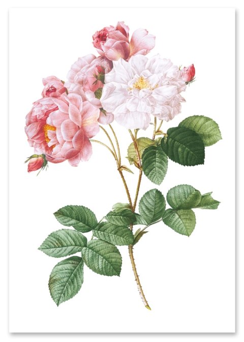 Plakat KWIAT RÓŻA VINTAGE kolor