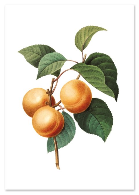 Plakat MORELA VINTAGE w kolorze