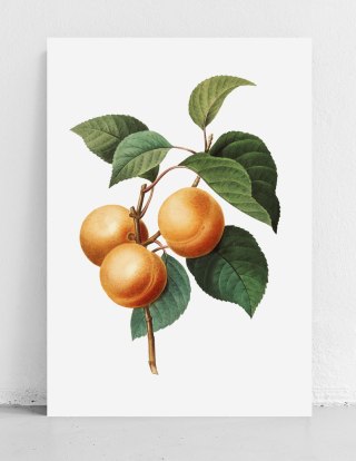 Plakat MORELA VINTAGE w kolorze