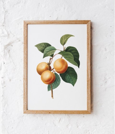 Plakat MORELA VINTAGE w kolorze