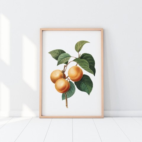 Plakat MORELA VINTAGE w kolorze