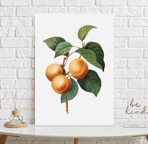 Plakat MORELA VINTAGE w kolorze