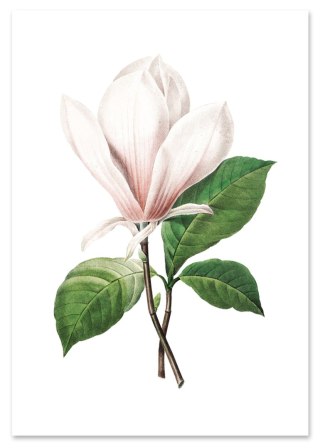 Plakat kwiat MAGNOLIA RETRO VINTAGE kolor