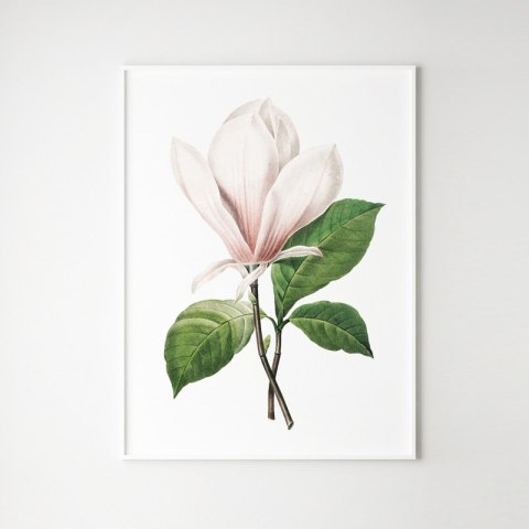 Plakat kwiat MAGNOLIA RETRO VINTAGE kolor