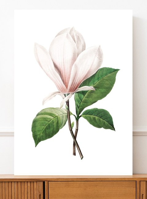 Plakat kwiat MAGNOLIA RETRO VINTAGE kolor