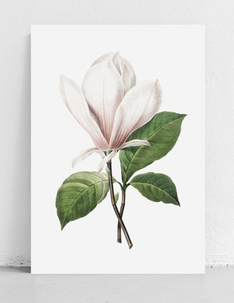 Plakat kwiat MAGNOLIA RETRO VINTAGE kolor