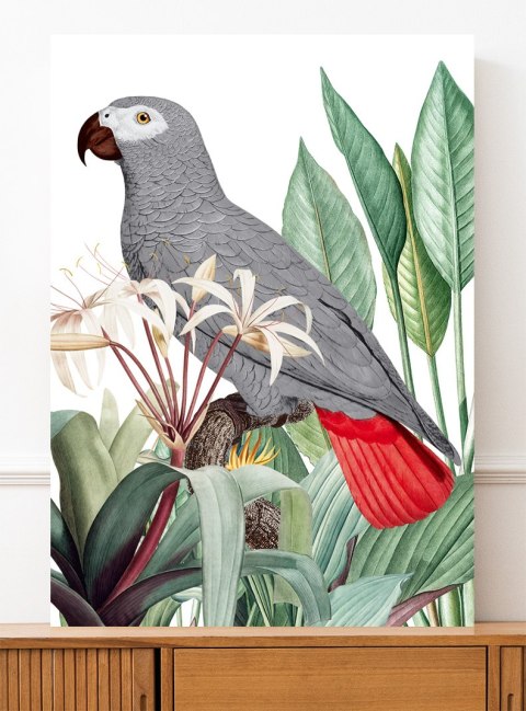 Plakat PAPUGA SZARA ROŚLINY kolor