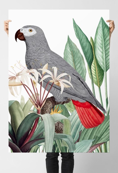 Plakat PAPUGA SZARA ROŚLINY kolor