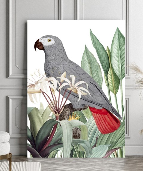 Plakat PAPUGA SZARA ROŚLINY kolor