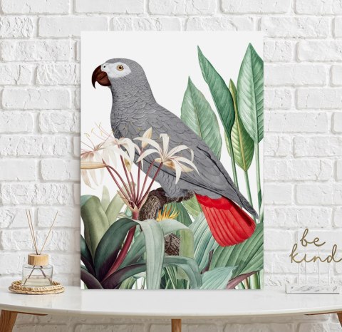 Plakat PAPUGA SZARA ROŚLINY kolor