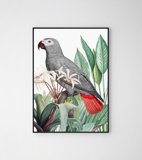 Plakat PAPUGA SZARA ROŚLINY kolor