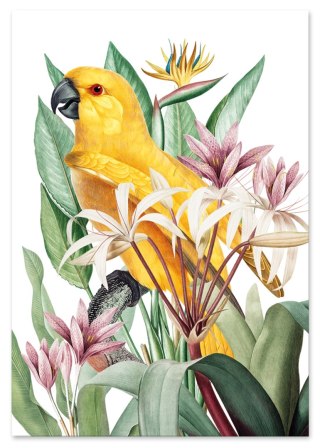 Plakat PAPUGA W EGZOTYCZNYCH KWIATACH kolor