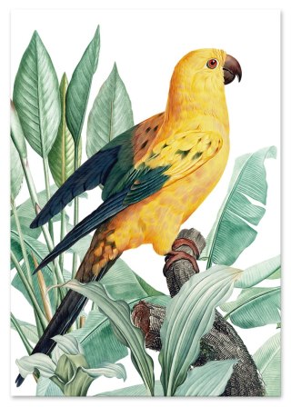 Plakat PAPUGA ZŁOTA rośliny egzotyczne kolor