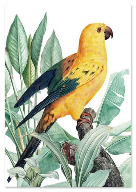 Plakat PAPUGA ZŁOTA rośliny egzotyczne kolor