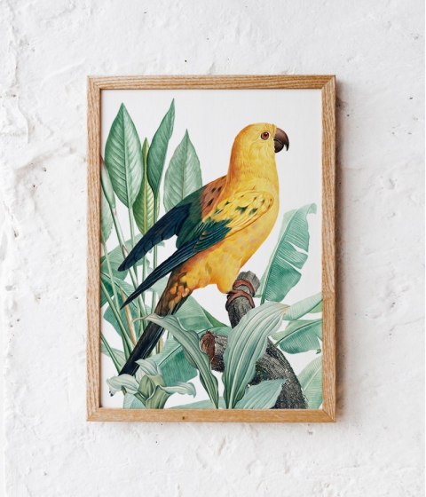 Plakat PAPUGA ZŁOTA rośliny egzotyczne kolor