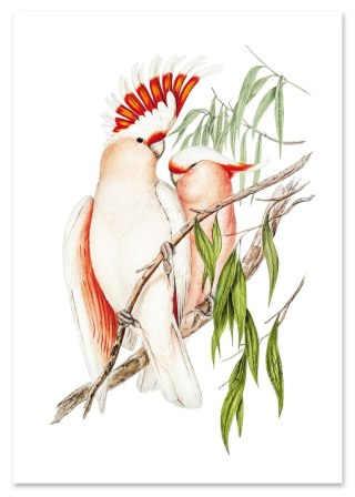 Plakat PAPUGI VINTAGE kolorowy