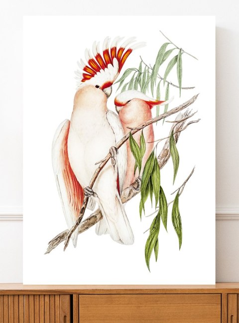 Plakat PAPUGI VINTAGE kolorowy