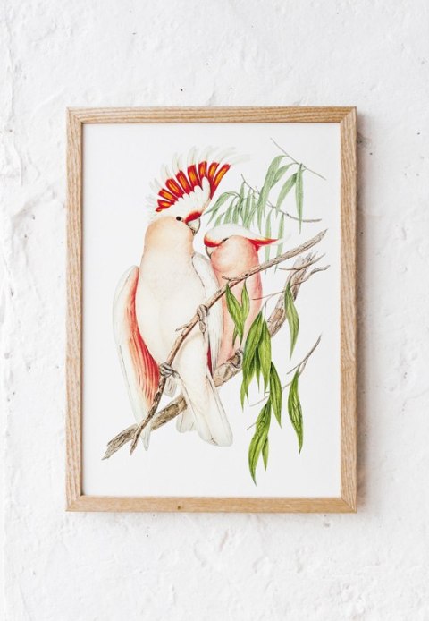 Plakat PAPUGI VINTAGE kolorowy