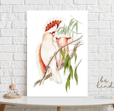 Plakat PAPUGI VINTAGE kolorowy