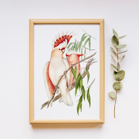 Plakat PAPUGI VINTAGE kolorowy