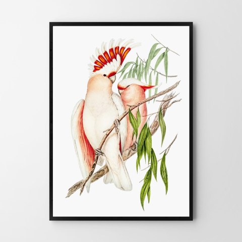 Plakat PAPUGI VINTAGE kolorowy
