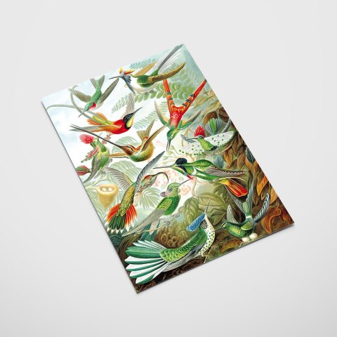 Plakat RAJSKIE PTAKI KOMPOZYCJA kolorowy