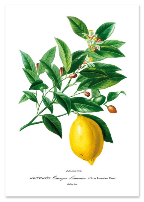 Plakat ROŚLINA CYTRYNA OWOC kolor