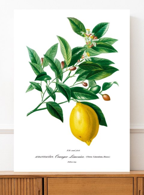 Plakat ROŚLINA CYTRYNA OWOC kolor