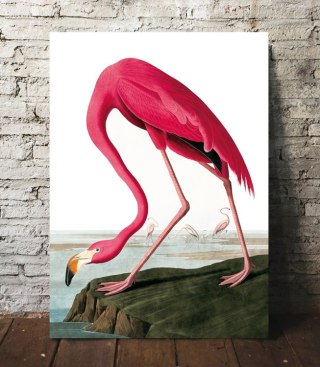 Plakat RÓŻOWY FLAMING VINTAGE kolorowy